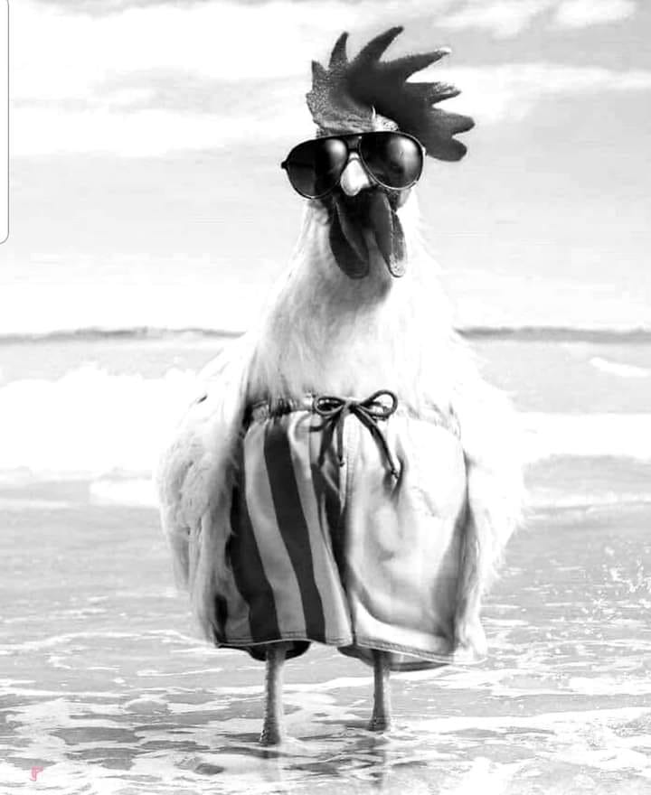 coq.jpg